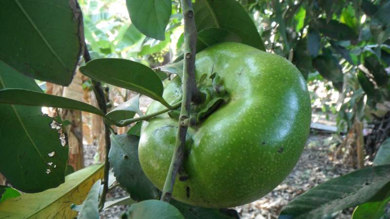 Michoacán casi triplicó el valor de producción del zapote en cuatro años