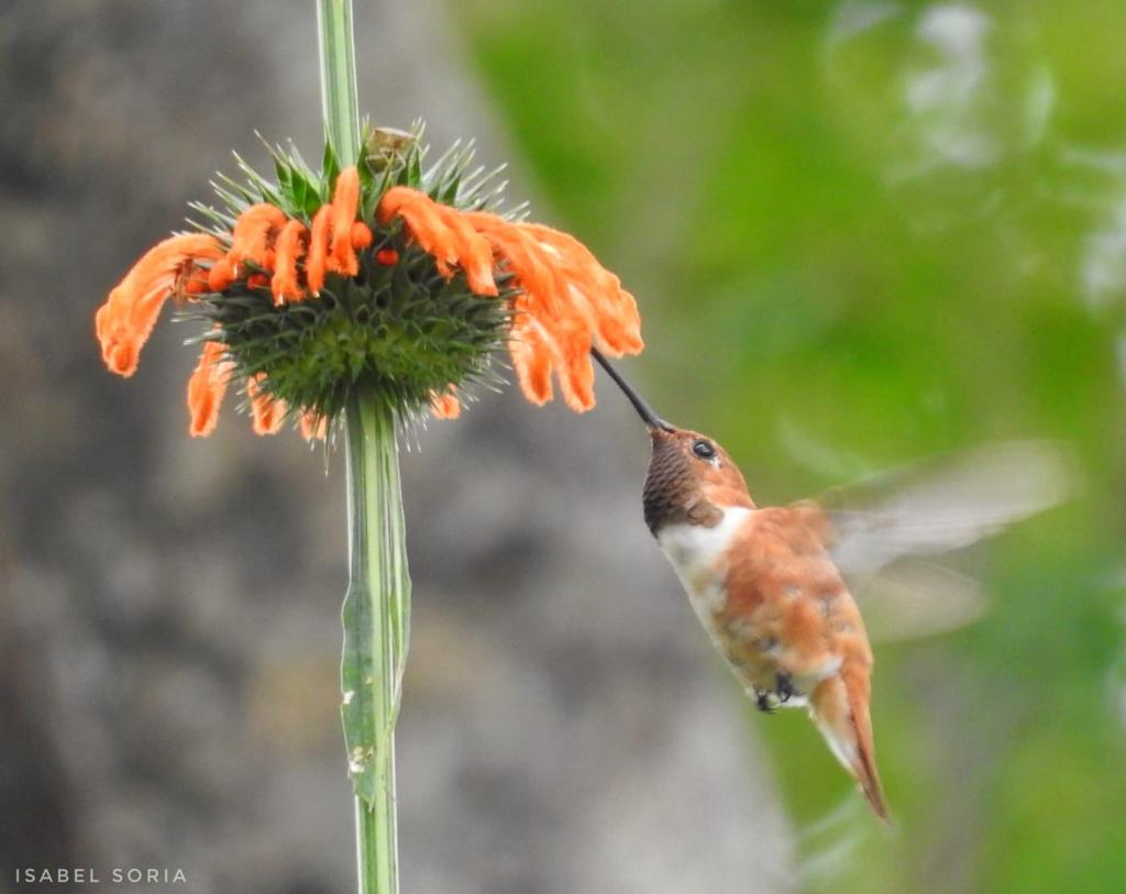 Michoacán, refugio del 50 por ciento de especies de aves del registro nacional