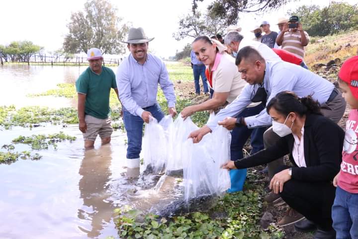 Julieta Gallardo pone en marcha siembra de alevines de tilapia en Puruándiro y José Sixto Verduzco