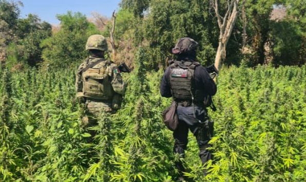 SSP y Sedena localizan y destruyen plantío de marihuana en Tumbiscatío