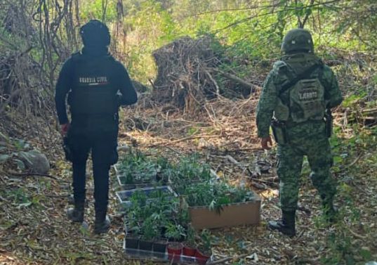 Guardia Civil y Sedena localizan y calcinan 69 plantas de marihuana; en Parácuaro