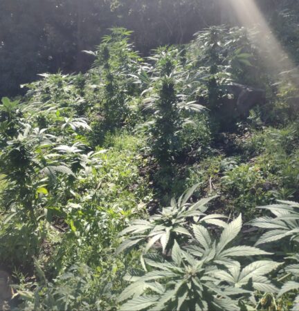 En Tuzantla, Guardia Civil y Sedena destruyen cerca de 36 mil plantas de marihuana