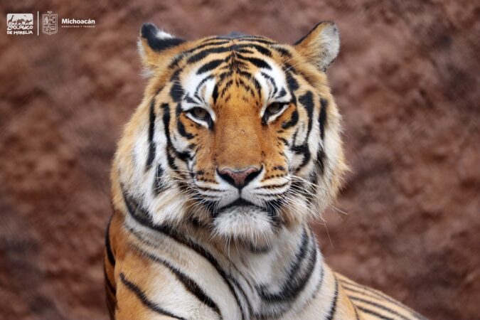 Tigres de bengala, felinos consentidos del Zoológico de Morelia