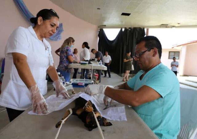 Mantiene SSM en Morelia #esterilización #canina y #felina #sincosto