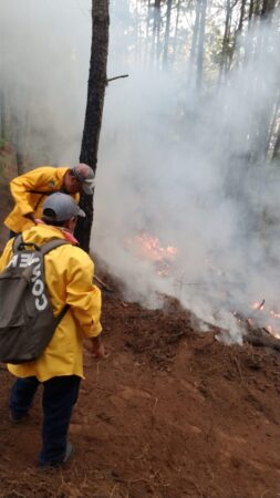 Controlado, 60% del incendio forestal en Cotija: Cofom