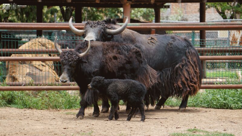 Nace el primer yak en el Zoo de Morelia, ¡tienes que conocerlo!