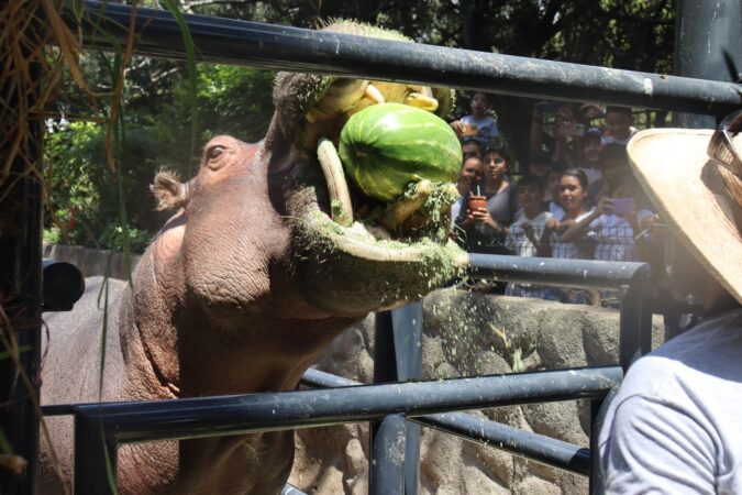 Conoce las experiencias educativas del Zoo de Morelia