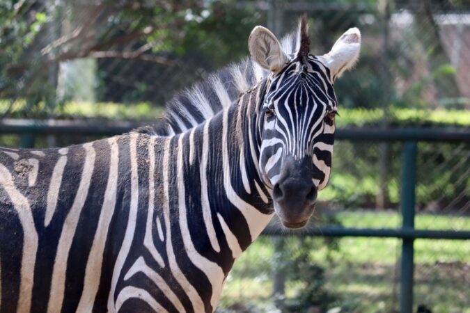 Zoo de Morelia cumple 53 años de contribuir a la preservación de especies