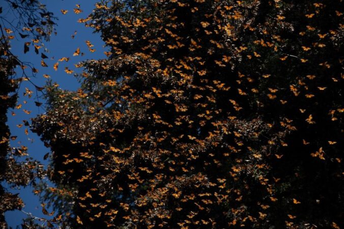 Reserva de la Monarca cumple 23 años como Patrimonio Mundial Natural