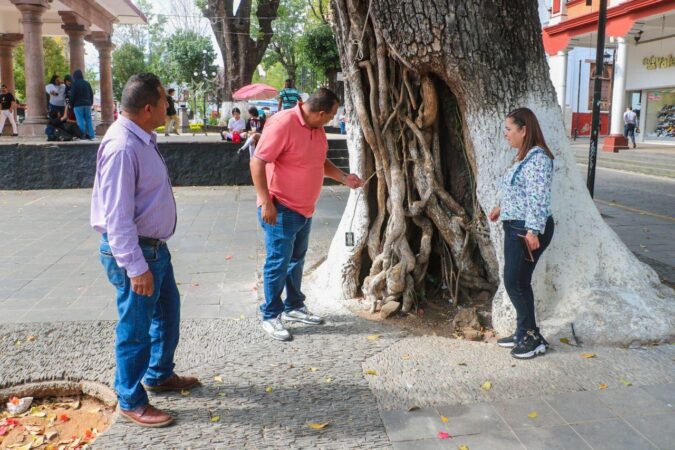 Gobierno Municipal intervendrá en el arbolado vulnerable del Centro Histórico