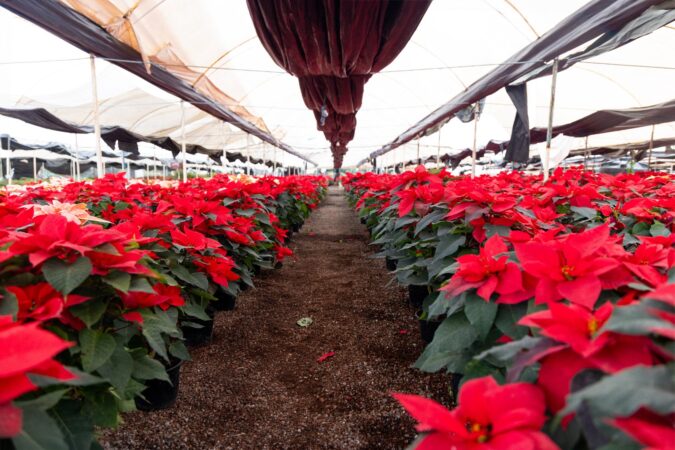 Zitácuaro pinta de Navidad cada rincón de México con la flor de Nochebuena