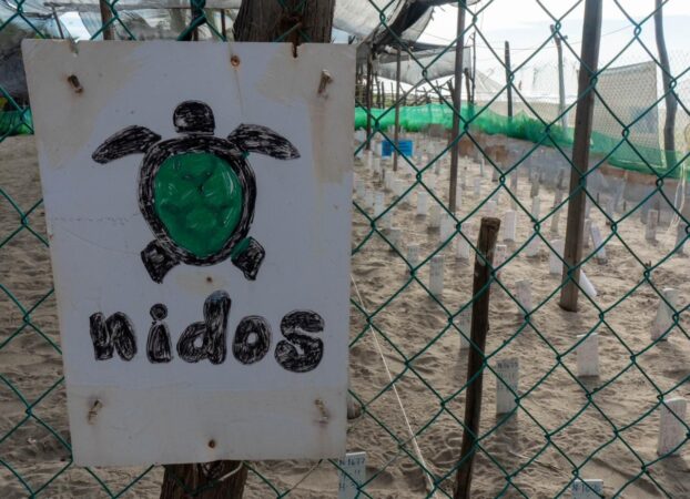 Acompaña a las tortugas en su camino hacia el mar en las playas michoacanas