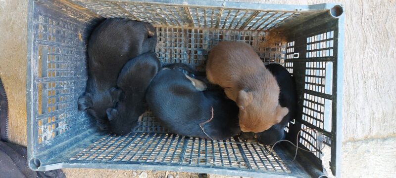 Tras cateo realizado en Zitácuaro, asegura FGE seis ejemplares caninos víctimas de crueldad animal