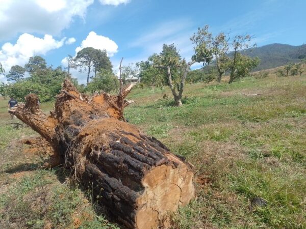 En cateo, asegura Fiscalía General predio relacionado en la plantación ilegal de aguacate y tala