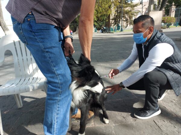 Aún puedes vacunar a tus mascotas contra la rabia, en Morelia