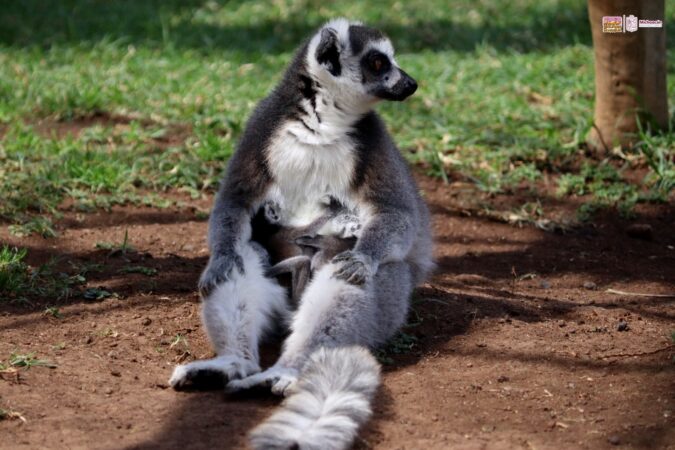 ¡Ternuritas! Nacen gemelos de lémur en el Zoo de Morelia