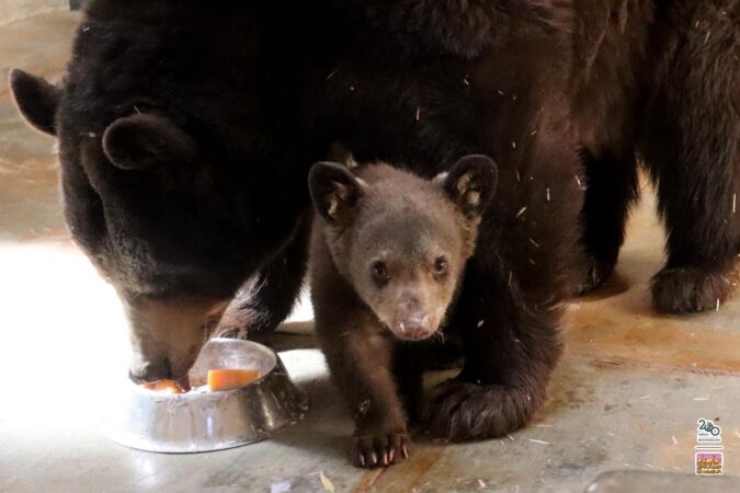   Nace cría de oso negro en el Zoológico de Morelia