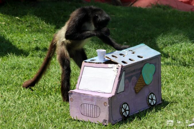 Zoo de Morelia refresca a monos araña con helados por onda de calor