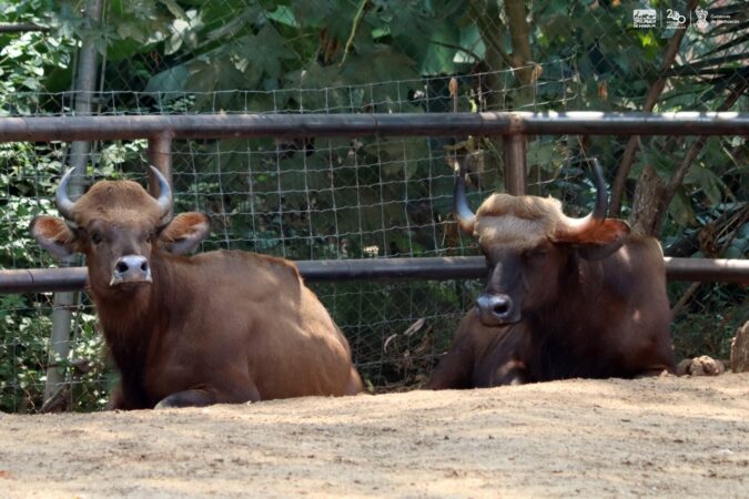 Conoce los impresionantes bisontes de la India que llegan al Zoológico de Morelia