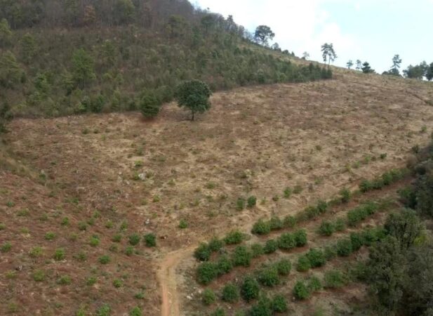 Asegura FGE predio relacionado en delitos contra el ambiente