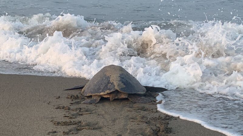 ¡Impresionante! Llegan a playas de Michoacán las primeras tortugas marinas de la temporada