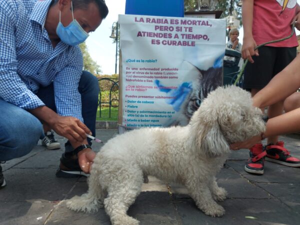 Vacuna a tu mascota contra la rabia en el centro de salud de Morelia: SSM