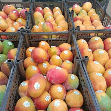 Michoacán ha exportado más de 70 mil toneladas de mango