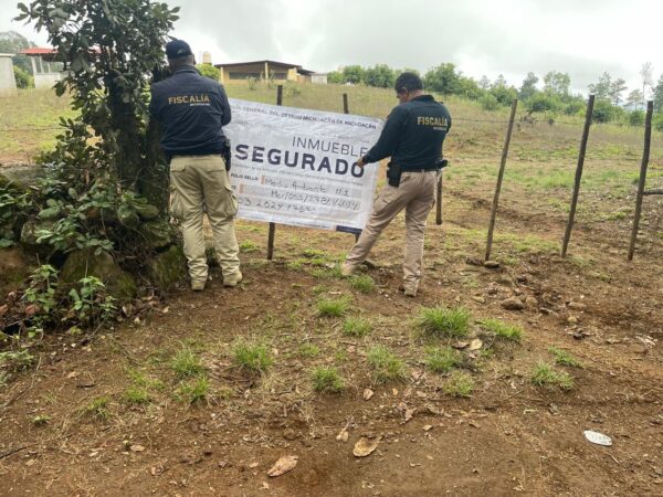 Por tala y plantación de aguacate,  FGE asegura predio en Pátzcuaro