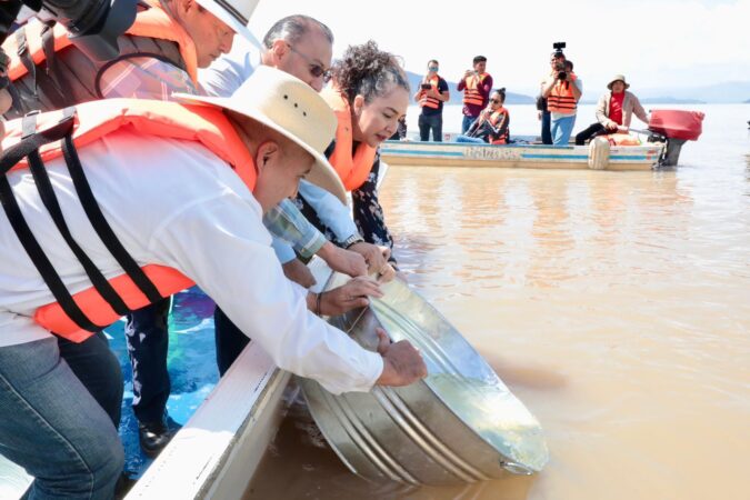 Arranca Gobierno estatal siembra de 50 mil crías de pez blanco en el lago de Pátzcuaro