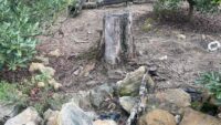 Ejecuta FGE cateo en el municipio de Tacámbaro y asegura predio relacionado en delitos contra el ambiente; se detectó plantación de aguacate 