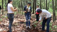 Plantarán 10 mil árboles en Área Natural Protegida Mesa de Tzitzio 