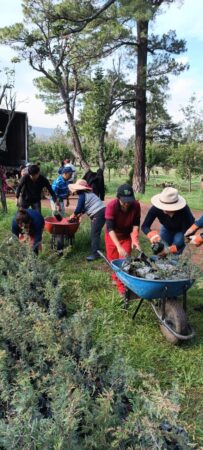 Michoacán recibe cerca de 23 mil plantas para reforestar bosques y cuencas