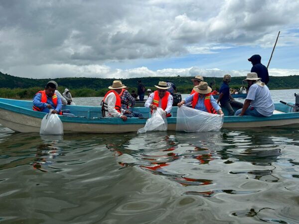 Arranca Gobierno estatal siembra de un millón de crías de tilapia en el lago de Cuitzeo