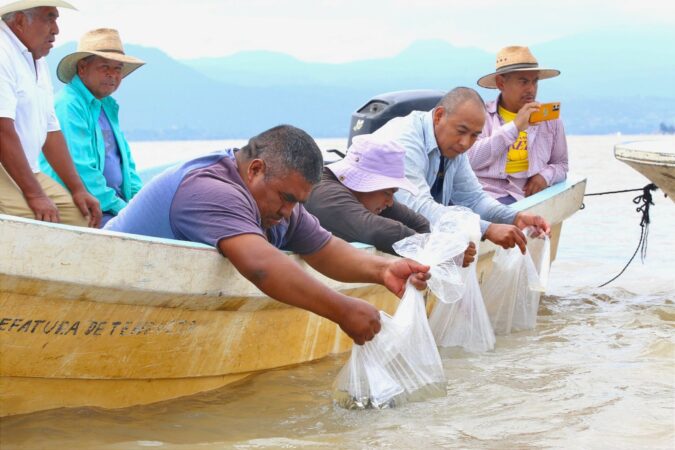 Liberan 15 mil peces acúmara en el lago de Pátzcuaro; especie en peligro de extinción