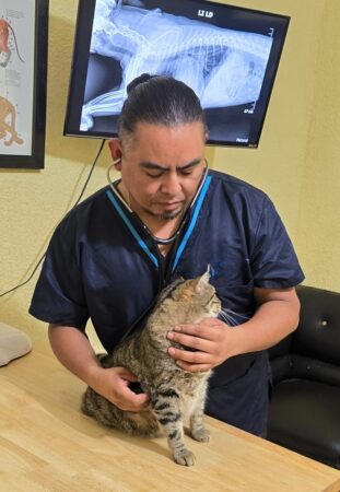  Enfermedades respiratorias en perros y gatos se disparan 60% en temporada de lluvias y frentes fríos, alerta veterinario