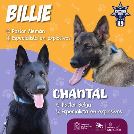 Chantal y Billie, las nuevas agentes caninas de la Guardia Civil