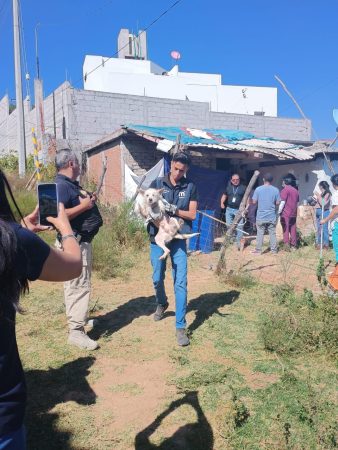 En San José de las Torres, rescata FGE a 15 ejemplares caninos en condiciones de maltrato animal