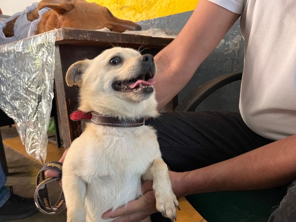  Gran Oportunidad en Tarímbaro: Hermano Animal ofrece esterilización de 100 gatos y perros a precios irresistibles