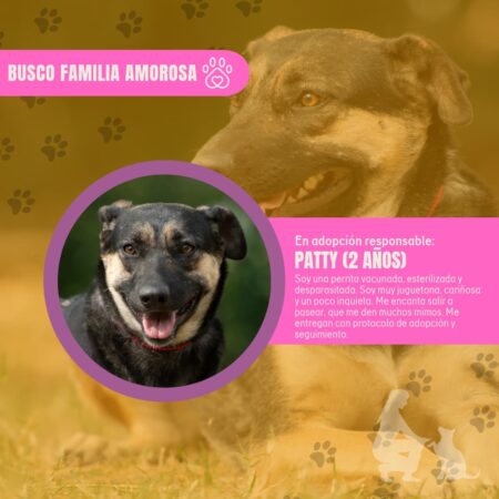  Esté sábado feria de adopción interestelar: peludos en busca de un hogar lleno de amor